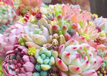 Những địa chỉ bán sen đá đẹp ở Huế
