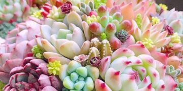 Những địa chỉ bán sen đá đẹp ở Huế