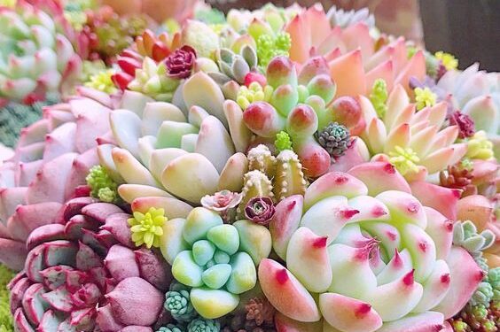 Những địa chỉ bán sen đá đẹp ở Huế